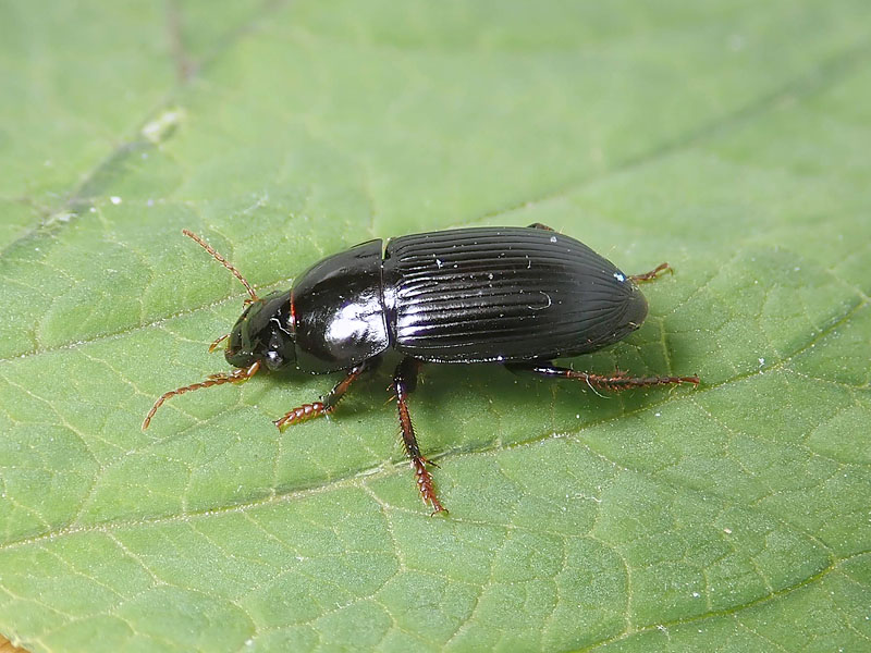 Carabidae: Harpalus tardus ? S !